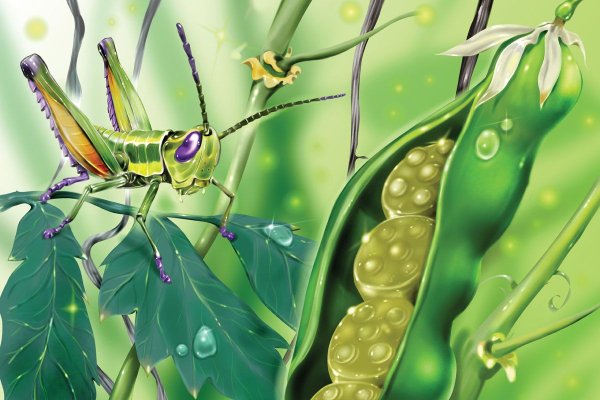 Насекомые иллюстрации