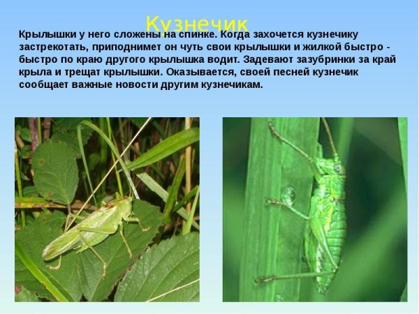 Интересные факты о животных Луга