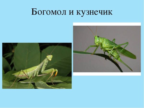 Кузнечик Саранча сверчок богомол