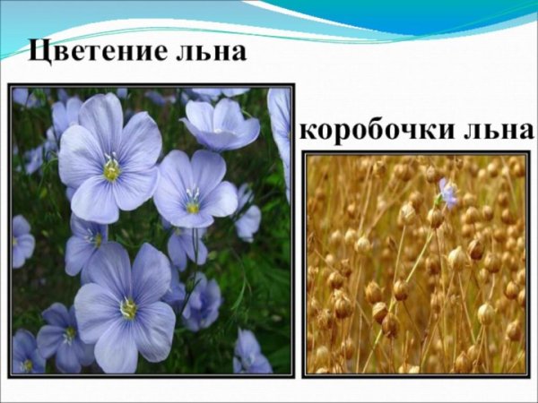 Лен цветок и коробочка