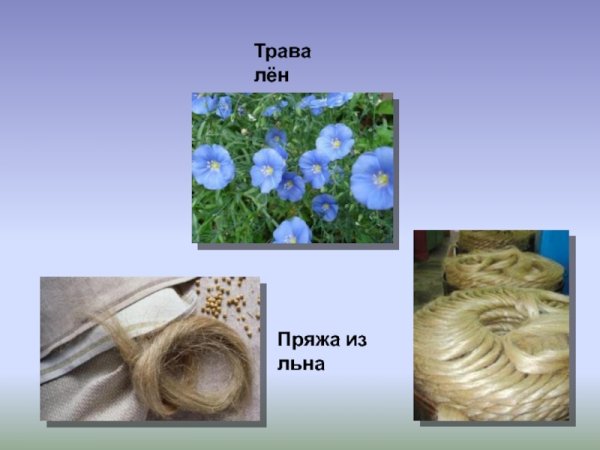 Лён растение для пряжи