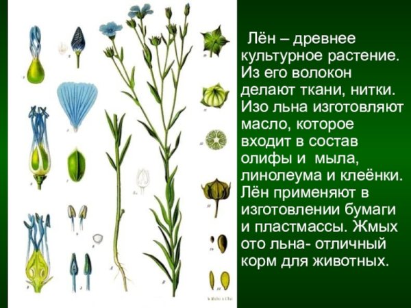 Лён растение описание