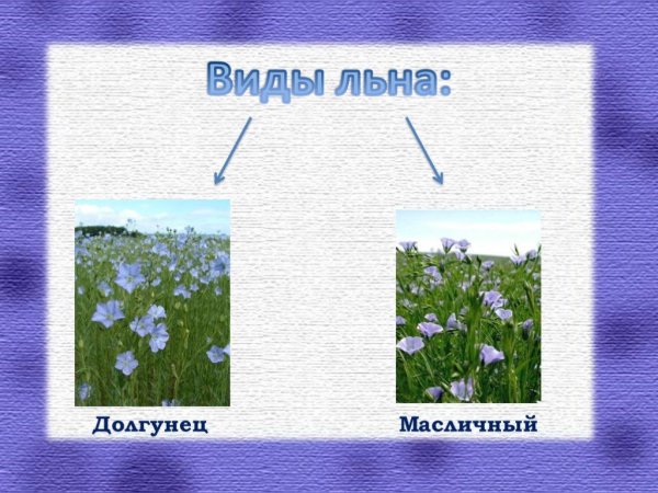 Сообщение о растении лён