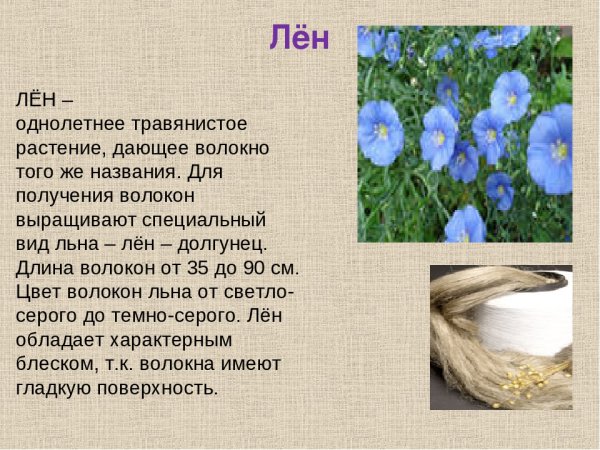 Лён растение описание