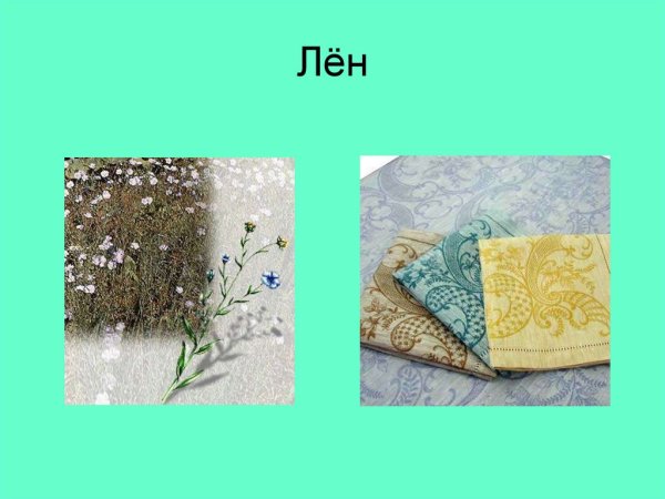 Презентация на тему лен