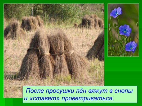 Презентация лён для дошкольников