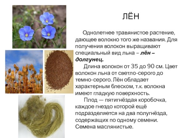 Технические культуры лен долгунец