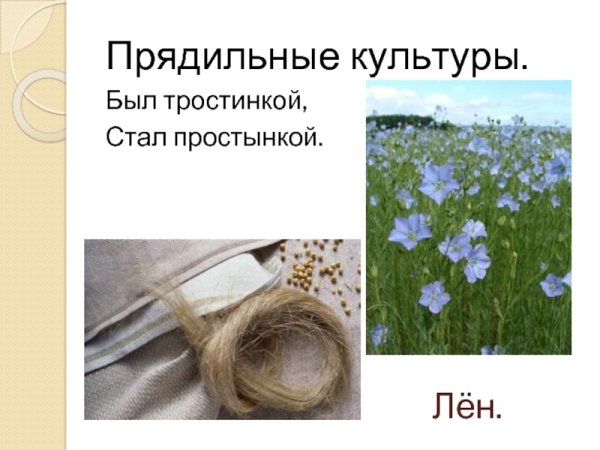 Культурные растения прядильные лен