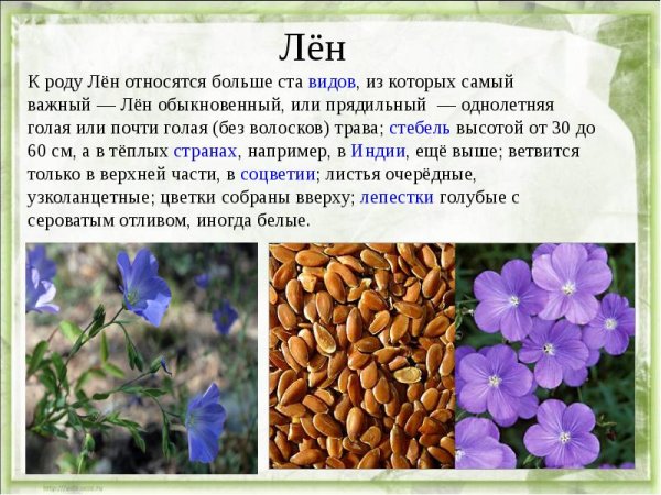 Лен культурное растение