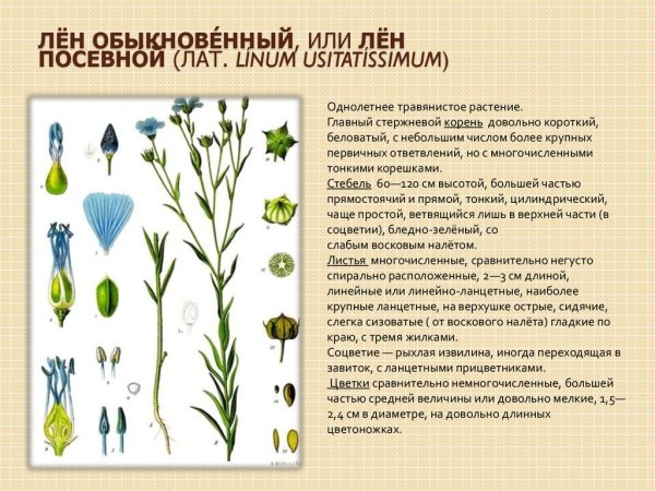 Лён посевно́й (Línum usitatíssimum)