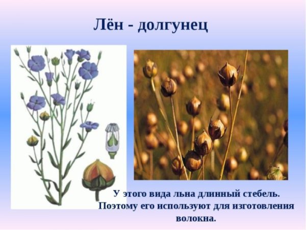Лен-долгунец и Кудряш