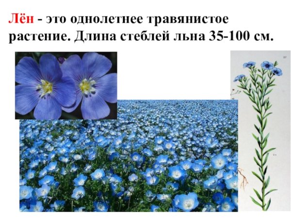 Лен это однолетнее травянистое растение