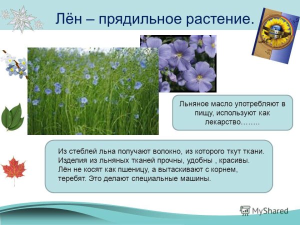 Лен Прядильная культура