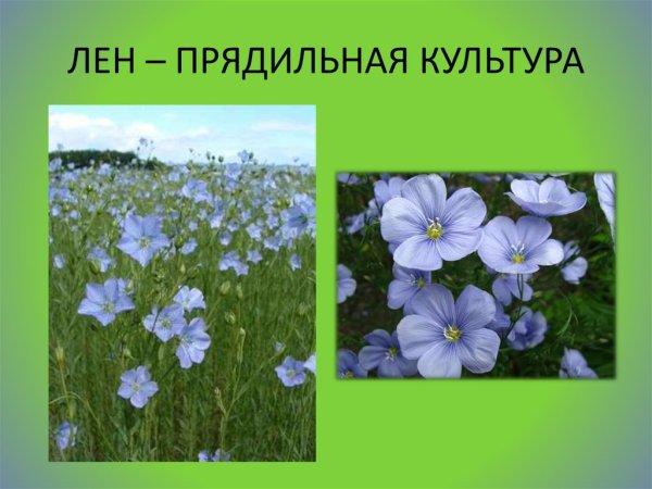 Прядильные растения 2