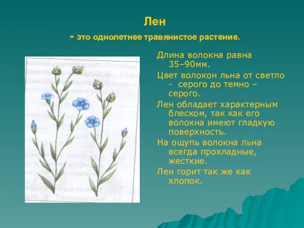 Лен культурное растение