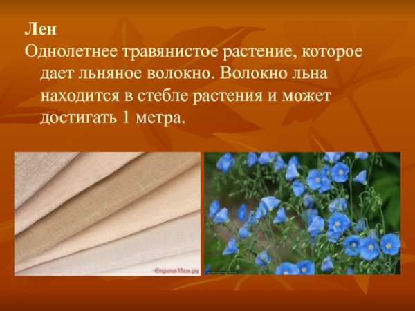 Лен это однолетнее травянистое растение