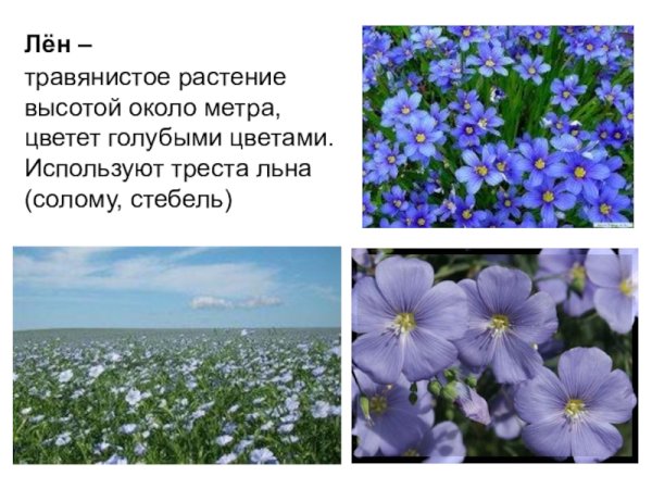 Проект тема лен