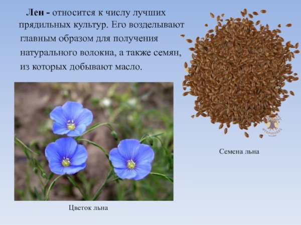 Лен прядильное растение
