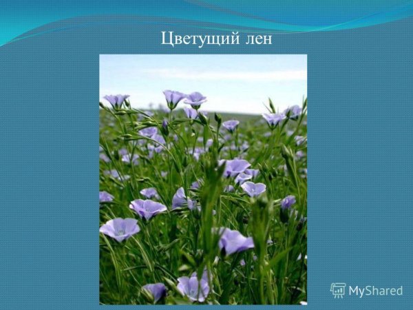 Лен культурное растение