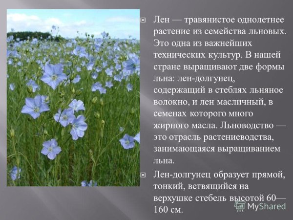 Лен культурное растение