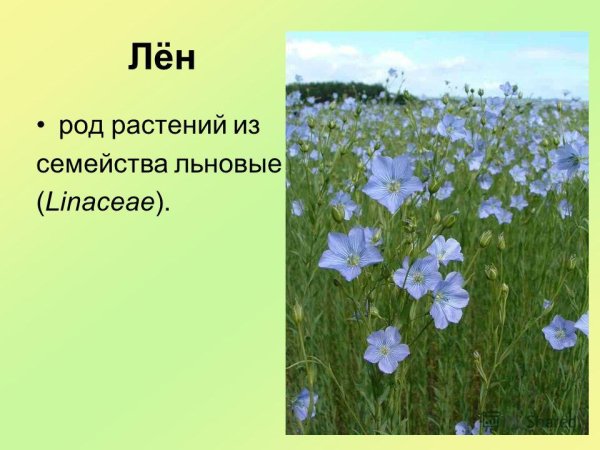 Лен прядильное растение