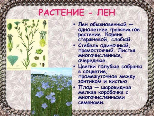 Лен культурное растение