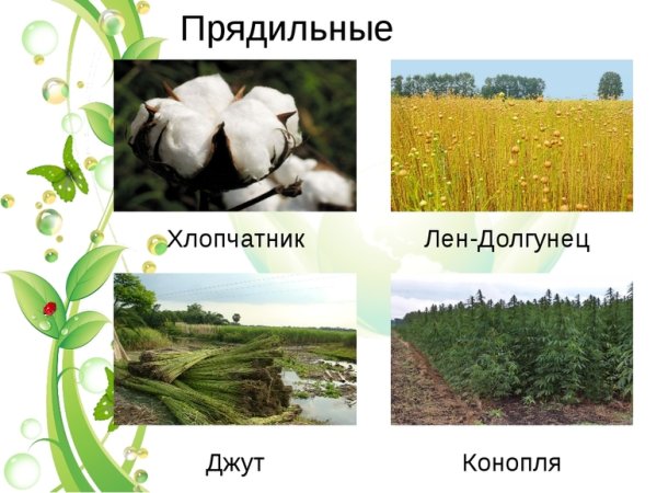 Прядильные культурные растения 2 класс