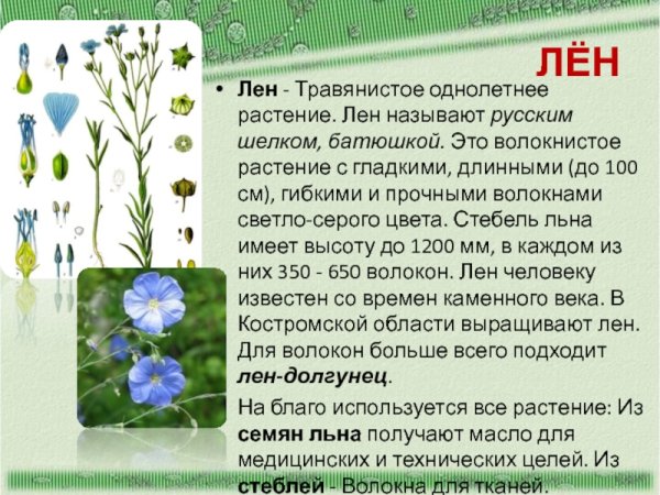 Лён растение описание