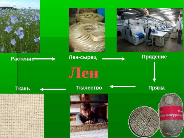 Лён растение для ткани