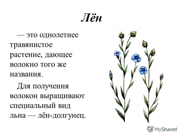 Строение льна долгунца