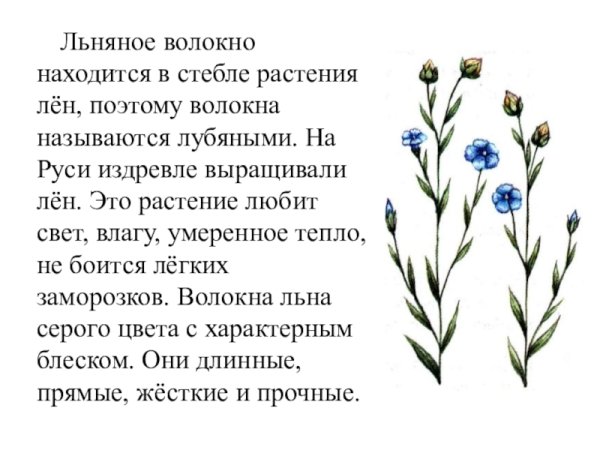 Лен культурное растение