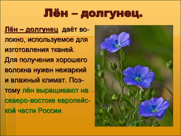 Лён долгунец Однодольные