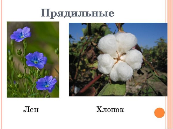 Прядильные культурные растения 2 класс