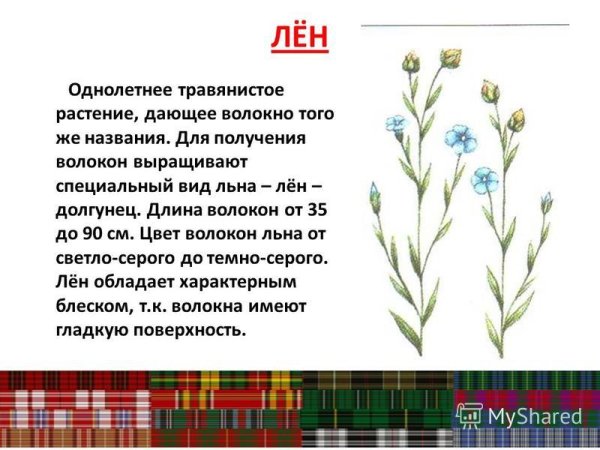 Лен культурное растение