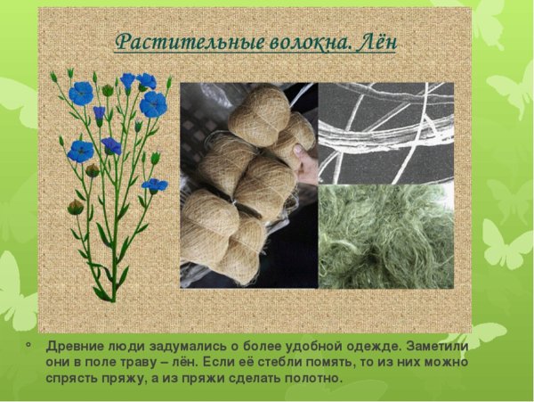 Лён растение для ткани