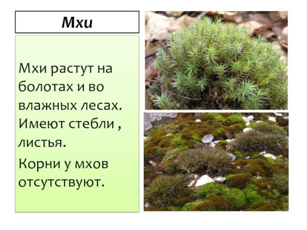 Мхи 3 класс
