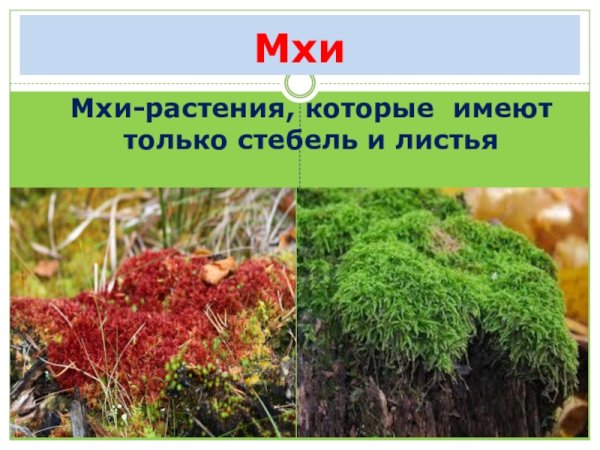 Проект про мох