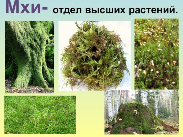 Мхи лишайники папоротники водоросли