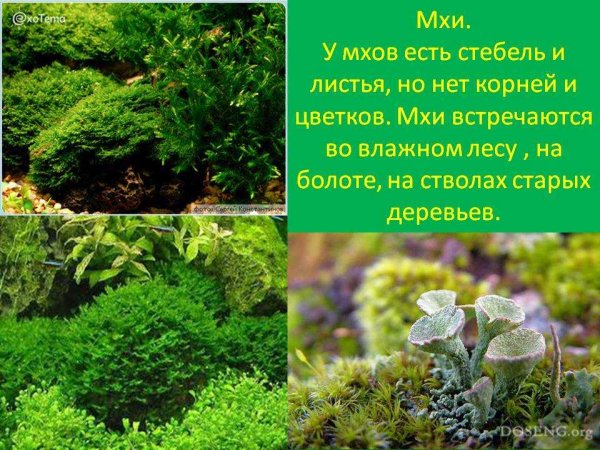 Разнообразие растений мхи