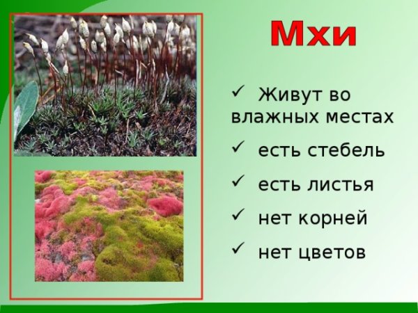 Разнообразие растений 3 класс мхи