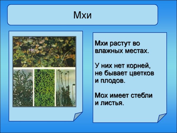Мхи 3 класс окружающий мир