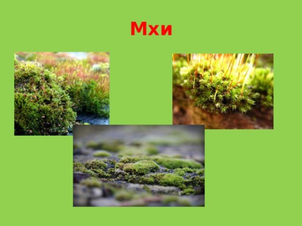 Проект про мох