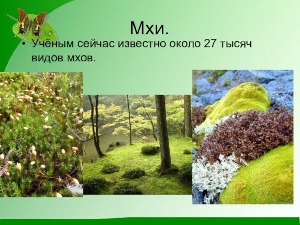 Проект про мох