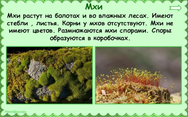 Мхи 3 класс