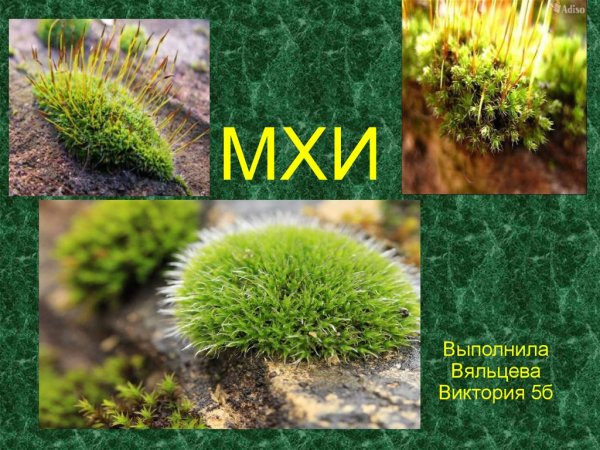Презентация мхи для малышей