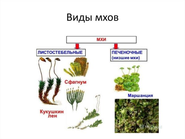 Отдел антоцеротовые мхи представители