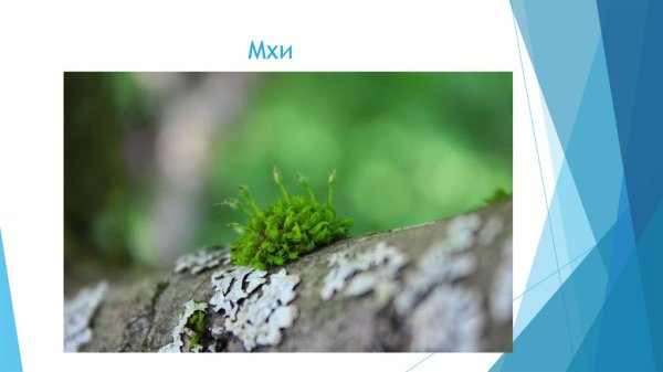 Человек мох