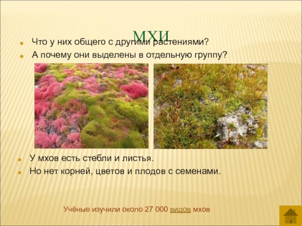 Разнообразие растений мхи