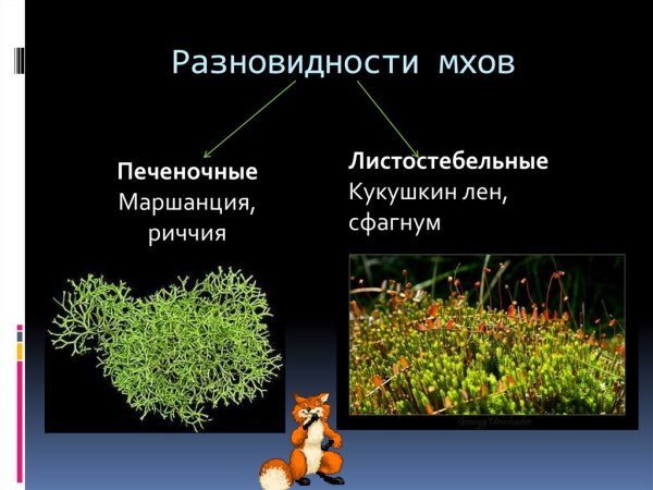 Представители моховидных растений
