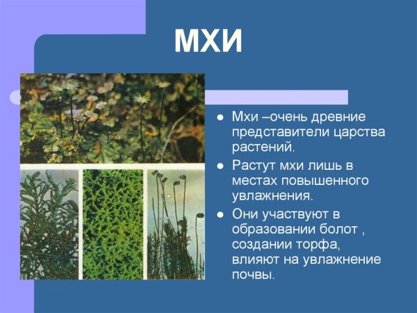 Доклад про мох 3 класс окружающий мир